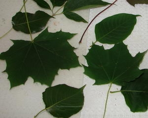 sew09.jpg