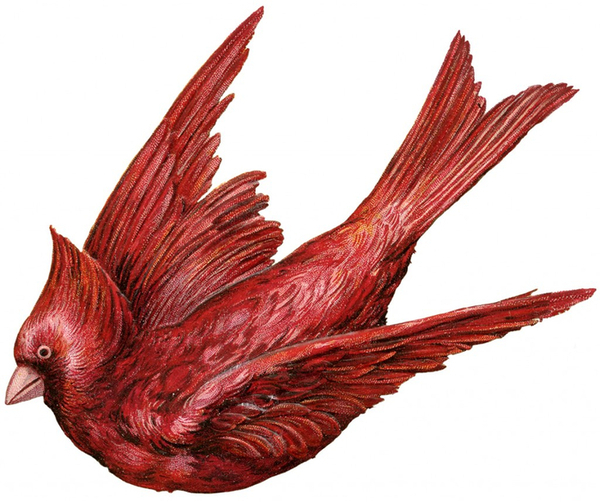 Cardinal-Bird-Image-GraphicsFairy-1024x857 (700x585, 335Kb)